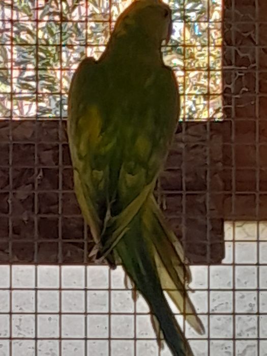 Papagali Micul Alexandru de vânzare.