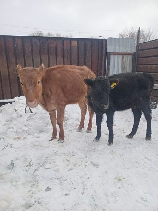 Продам телочку мартовскую