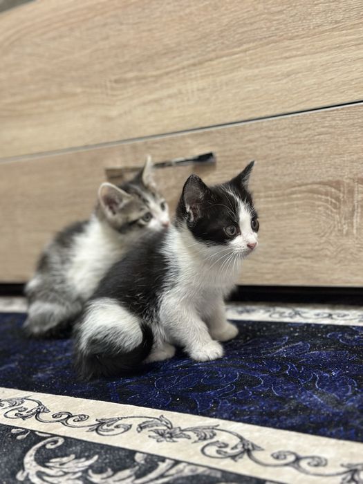 отдам котят мальчики 3 месяца