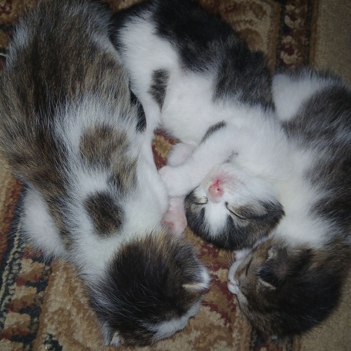 Срочно отдам милых котят, Мейнкун и табби