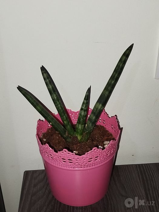 Sansiveriya silindrika