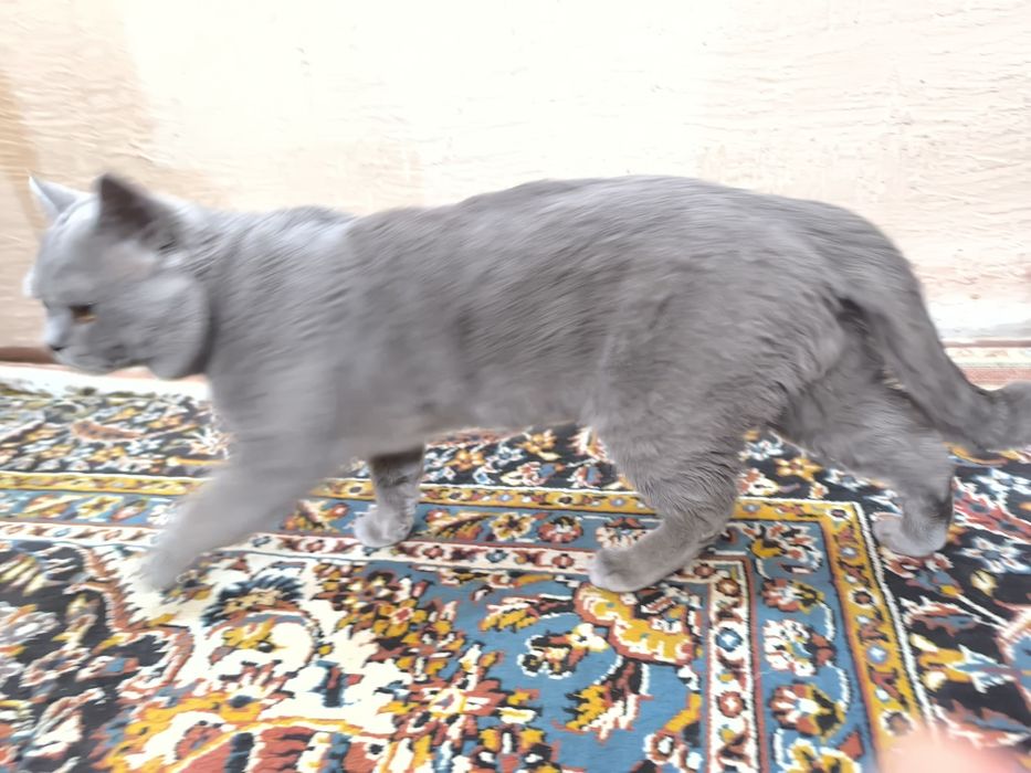 Вязка скотиш фолд