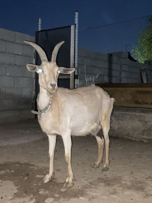 Ешкі сатылады 2ші тума