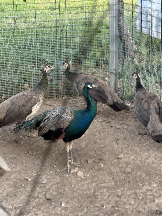 Индийские павлины — 1 самец + 3 самки