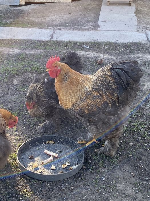 Кохинхин окрас криль