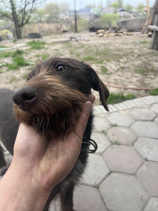 Немецкий дратхаар