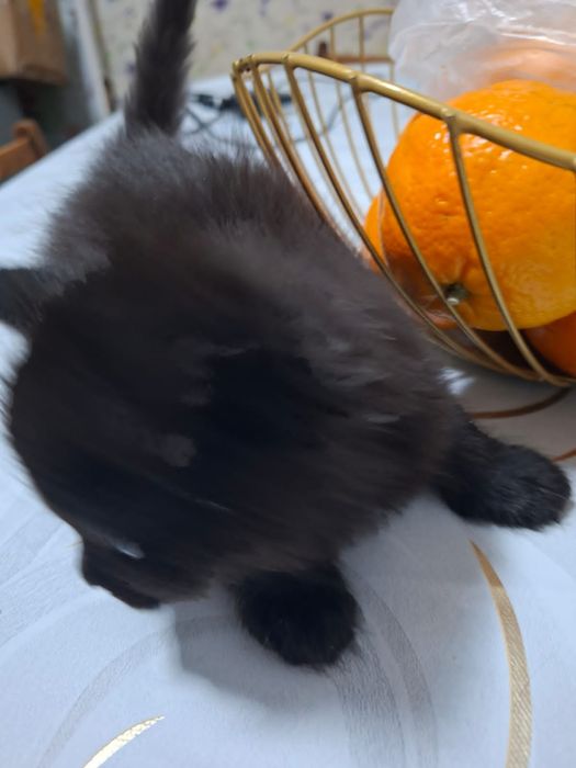 Котята котята бесплатно