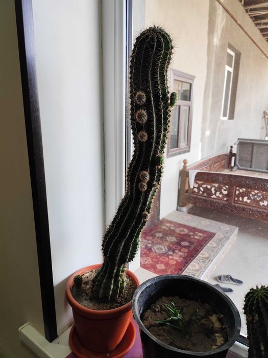 Цветок Молочай трёхгранный продаётся