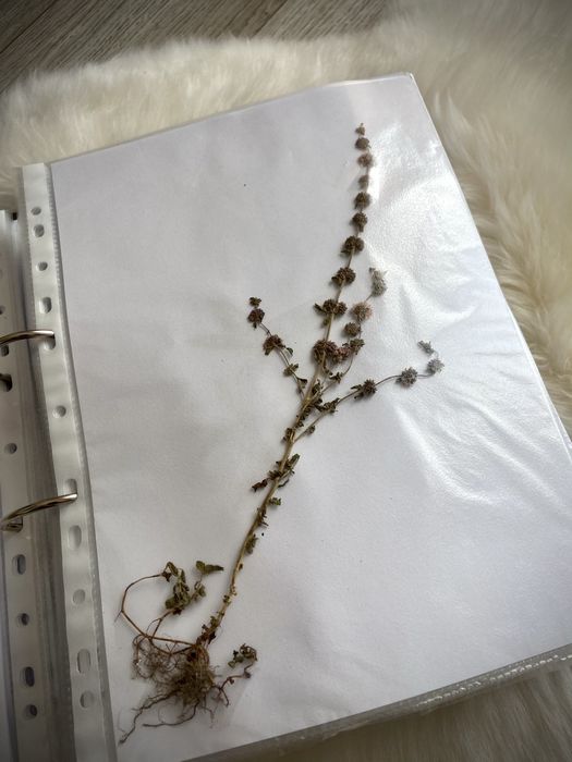 Ierbar biologie botanica