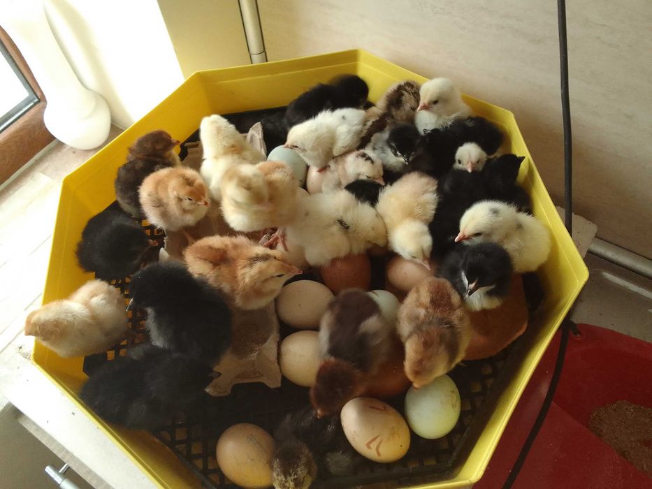 Оплодени кокоши яйца