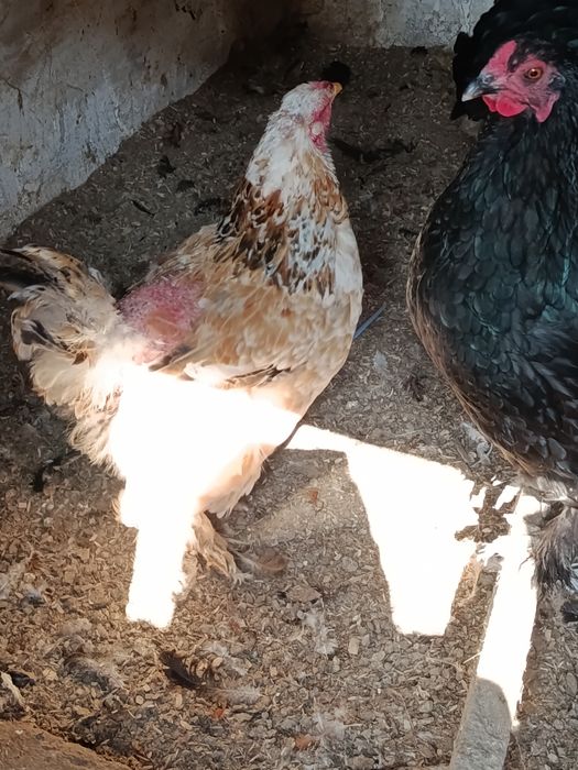 Продаются куры порода брама