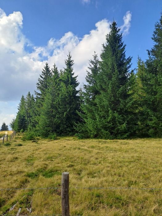 Vând teren la Marisel