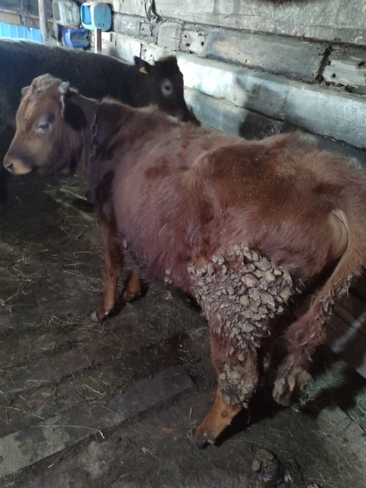 Продам бычка годовалого