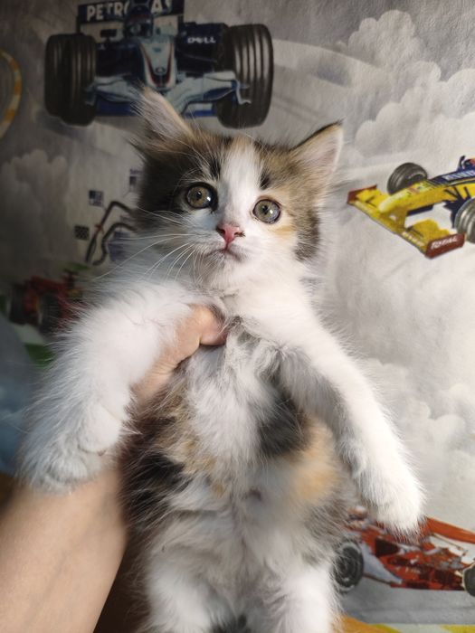 Котенок девочка 1,5 месяца
