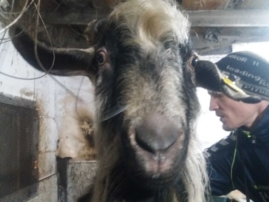 Продам козлика на племя!