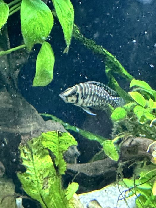 Альтолампрологус Кальвус