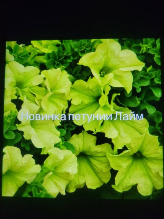 Продам рассаду овощей и цветов