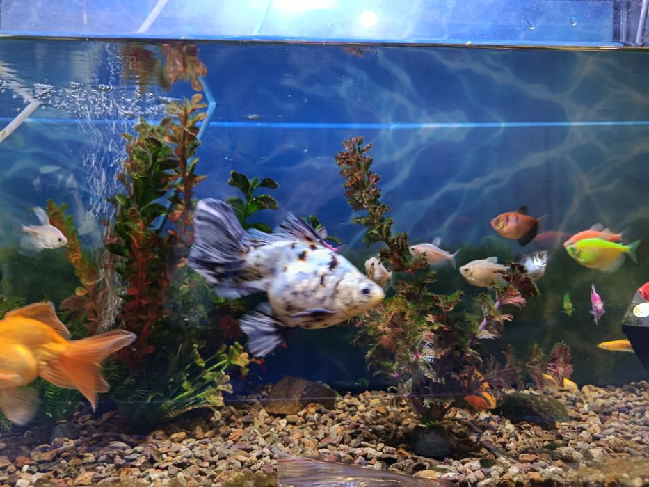 Аквариум ,с рыбками-20шт