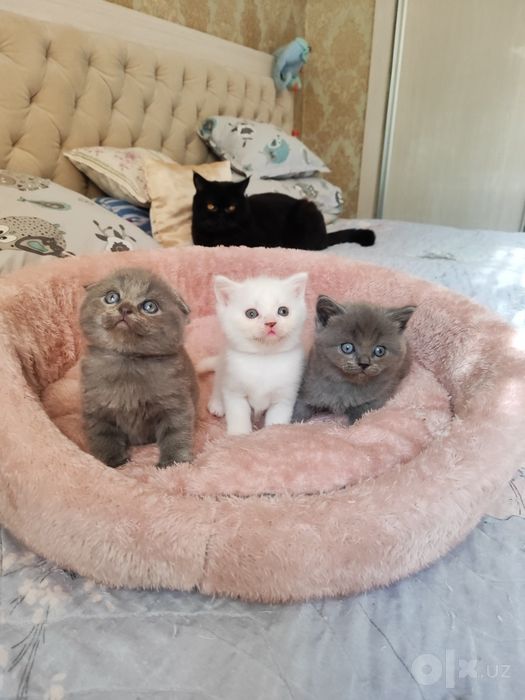 Продаются котята