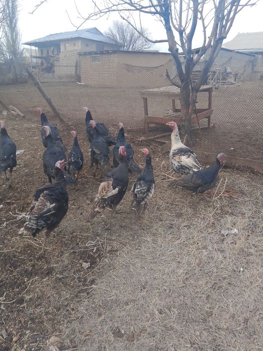 Осы куркелер сатылады