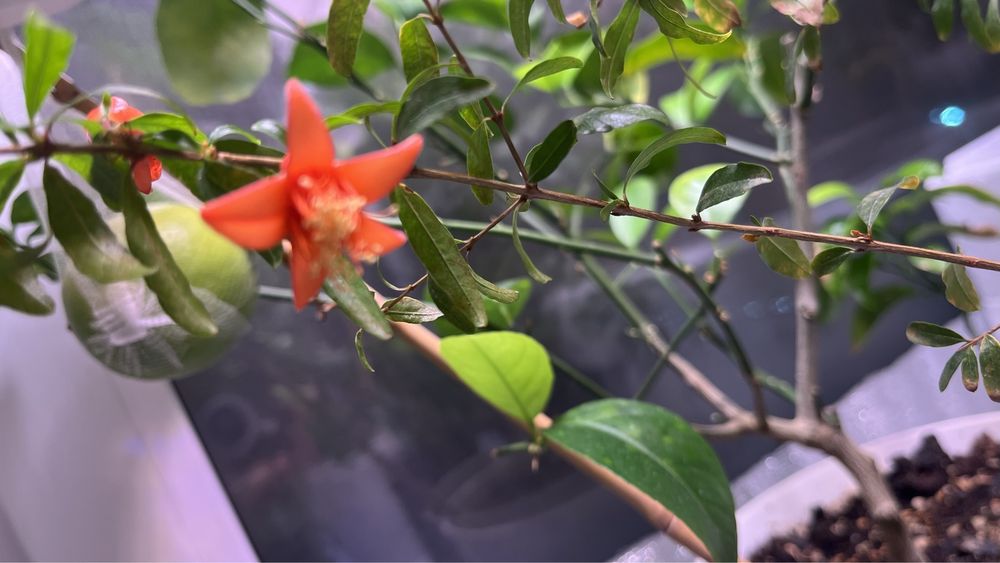 Гранат комнатный мини