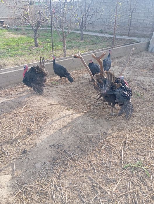 Индюки индюки самец