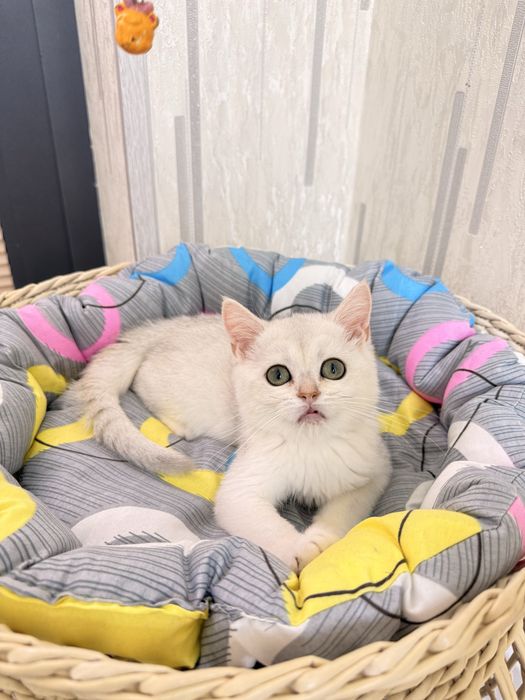 На продаже котенок