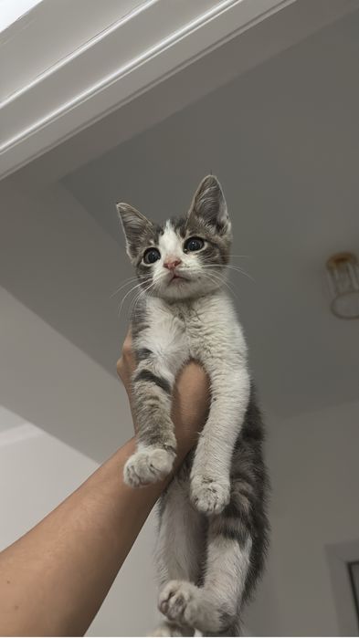 Мальчик котенок ищет дом срочно