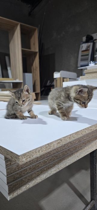 Котёнок.марғау .