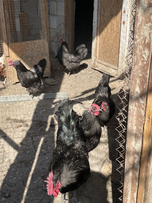 Цыплята австролорп