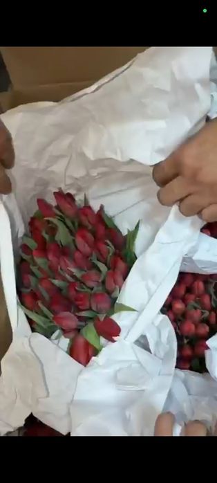 Продаются тюльпаны красивые, свежие