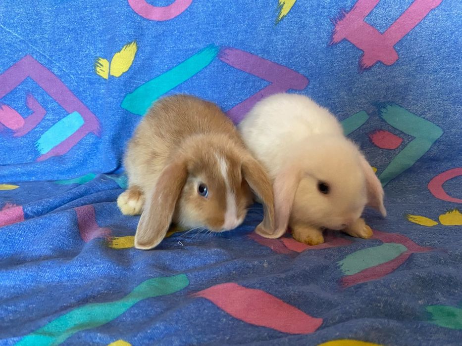 Berbec pitic (mini lop)