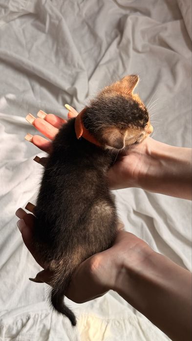 абиссинский котенок