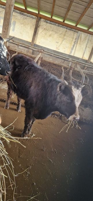 vând vitel de angus