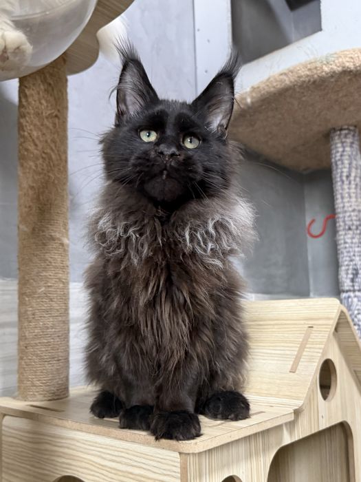 Роскошные котята мейнкуны