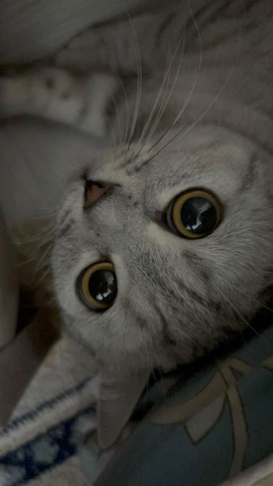 кошка город атырау
