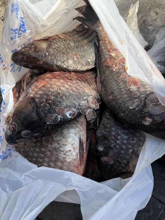 Продам рыбу карась и рипус из Зайсана