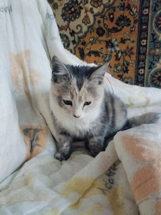 Пушистый которебенок ищет родителей