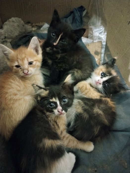 Котята крысыловы