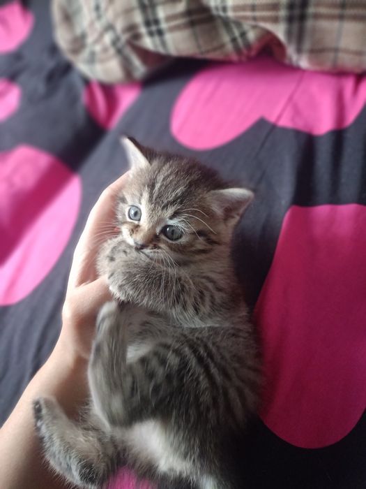 Котенок срочно в добрые руки