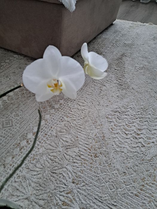 Продам орхидеи.каждая по 5000