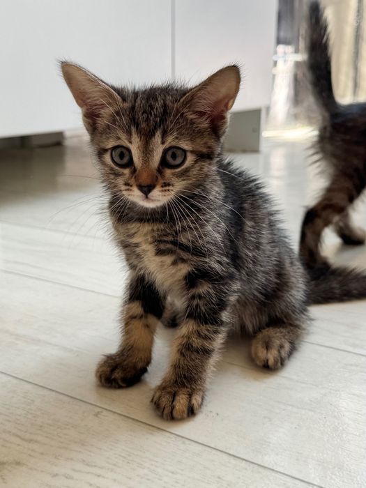 Отдам котят в добрые руки