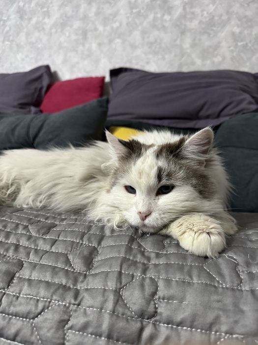 отдам в хорошие руки кошку