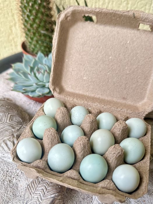 Oua incubat prepelite Celadon