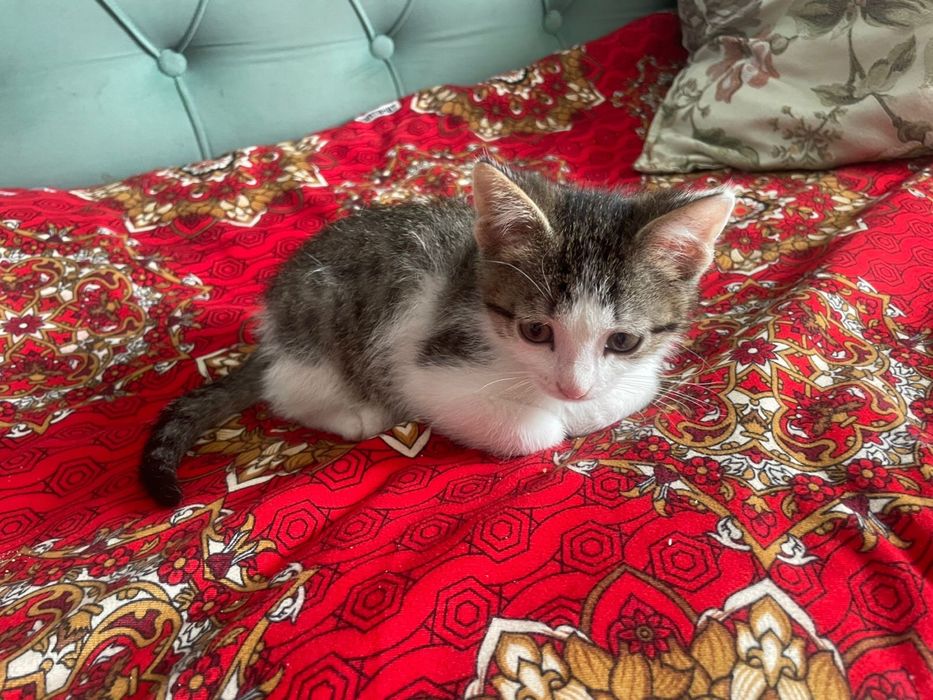 Отдам котенка бесплатно