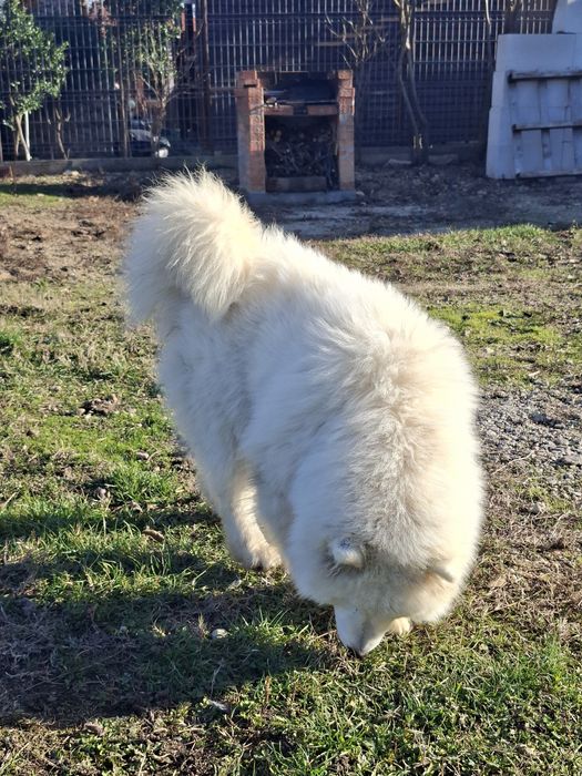 De vânzare caine samoyed