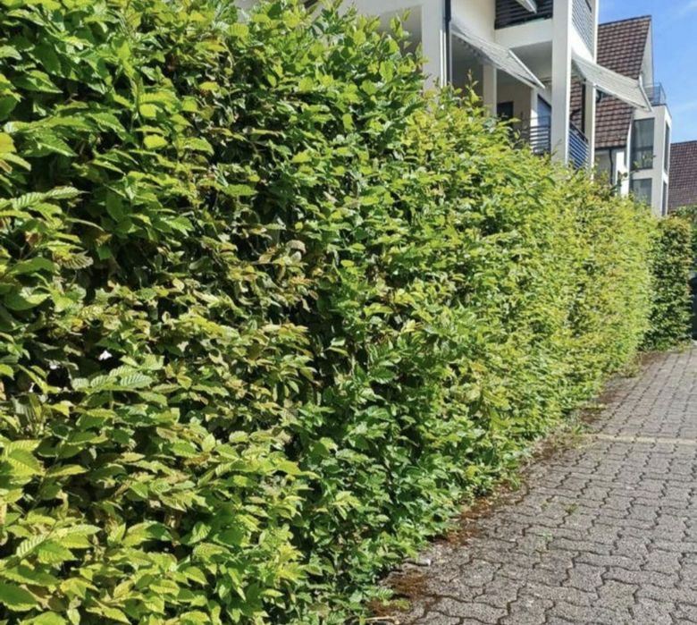 puieți fag carpân gard viu