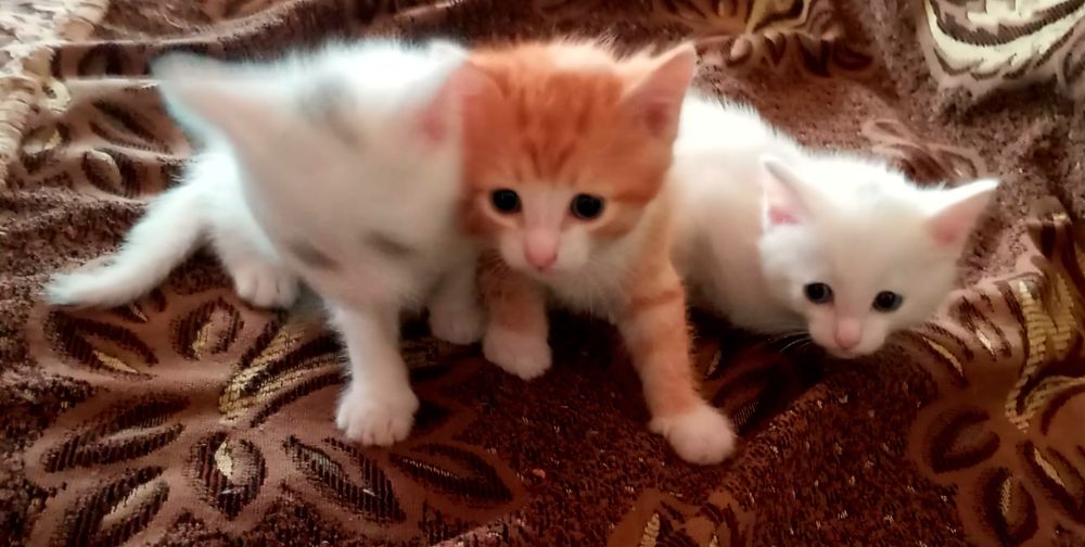 ОТДАМ КОТЯТ в добрые руки