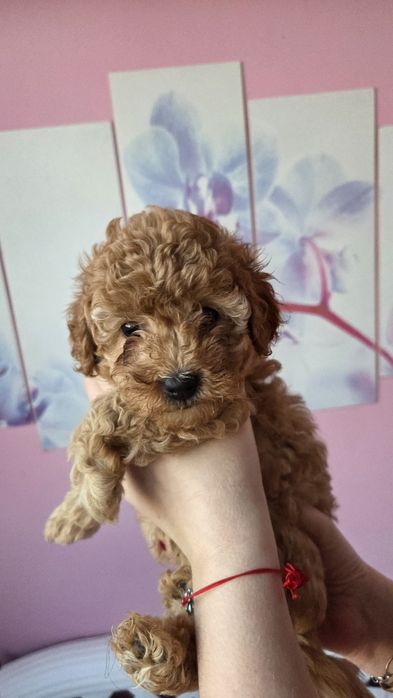 Той пуделчета,момче и момиче.