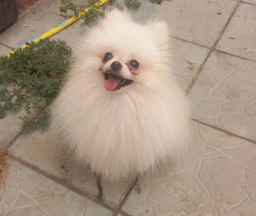 Шпиц маленький белый, на вязку